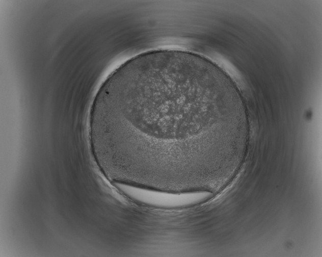 X0000097461240200802291229