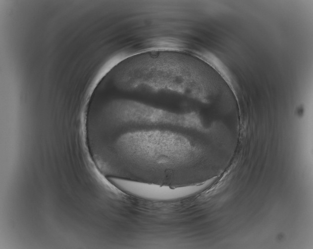 X0000097461243200802291229