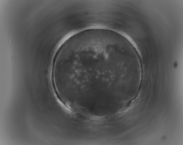 X0000097461245200802291229