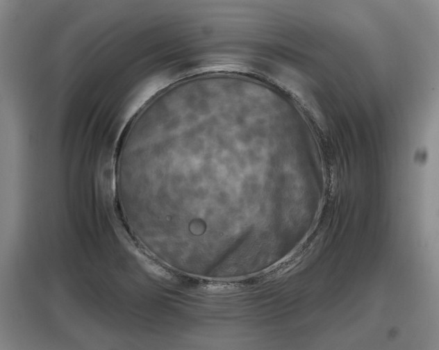 X0000097461274200802291228