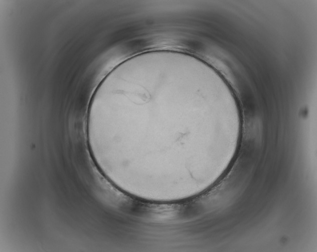 X0000097461338200802291227