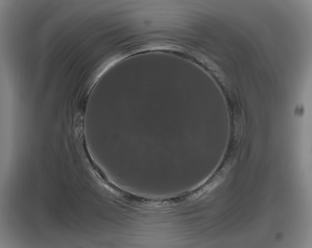 X0000097461369200802291226