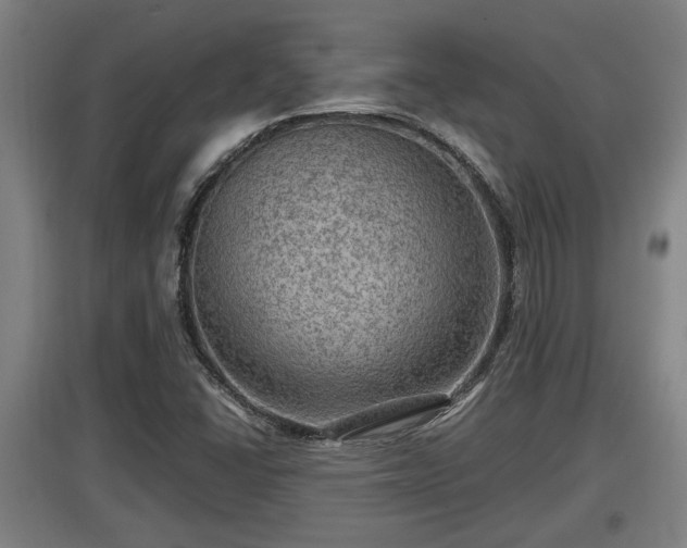 X0000097461406200802291225