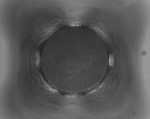 X0000097461444200802291225