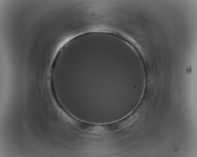 X0000097461463200802291225
