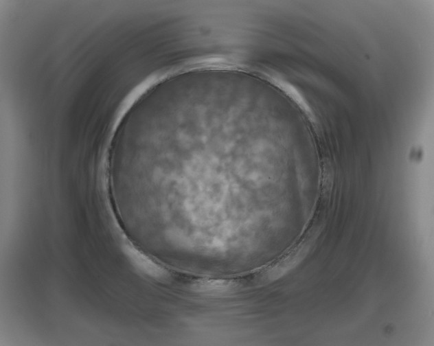 X0000097461474200802291224