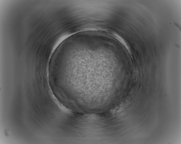 X0000097460811200803071630