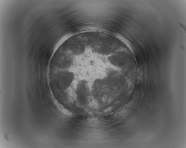 X0000097461098200803071625