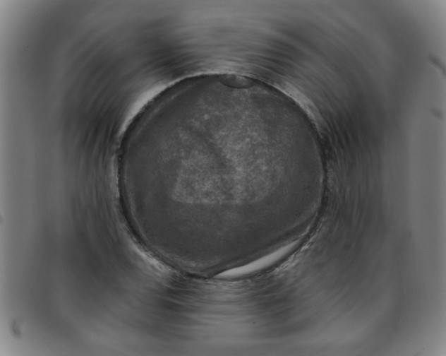 X0000097461120200803071625