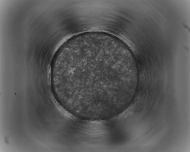 X0000097461126200803071625