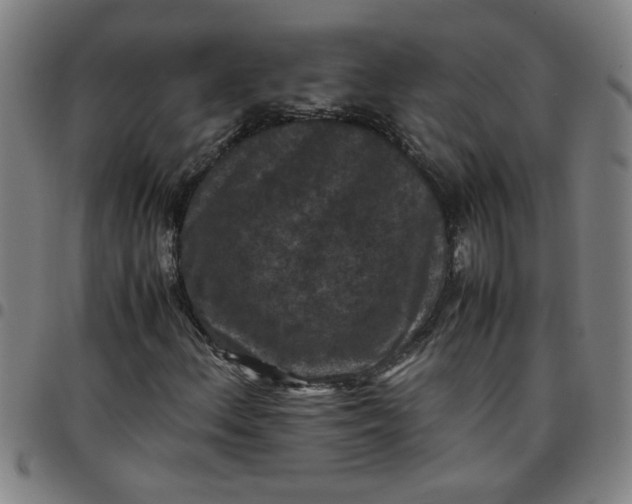 X0000097461156200803071625