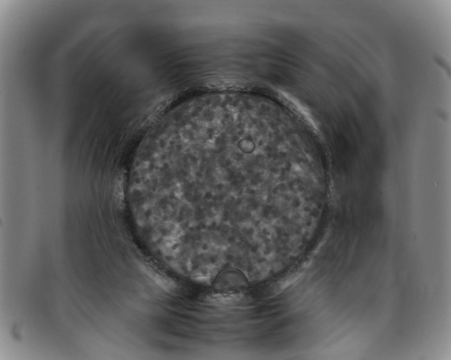 X0000097460065200803141900