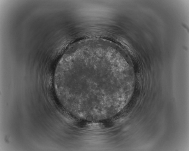 X0000097460499200803141855