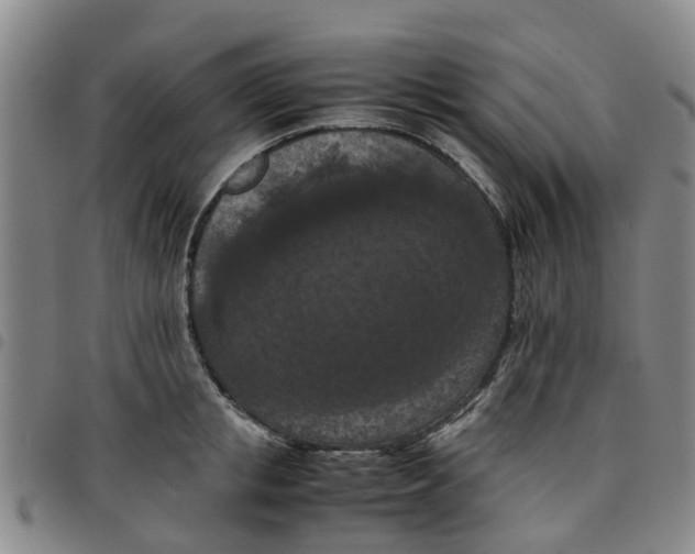 X0000097460853200803141850