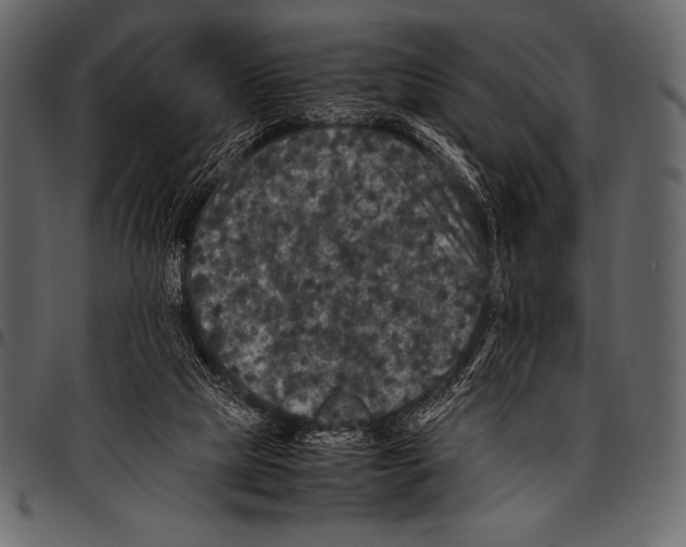 X0000097460065200803201435