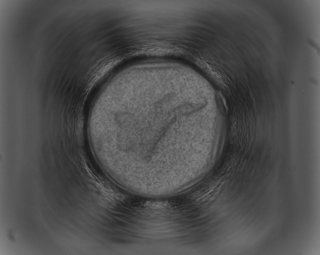 X0000097460440200803201429