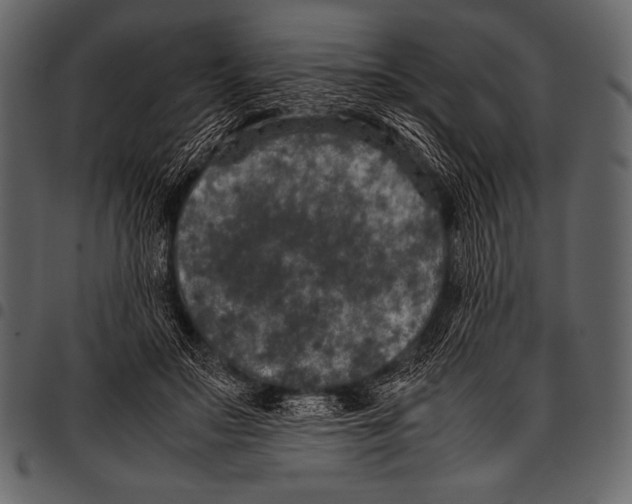 X0000097460499200803201429