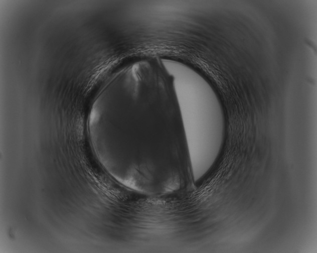 X0000097460640200803201427