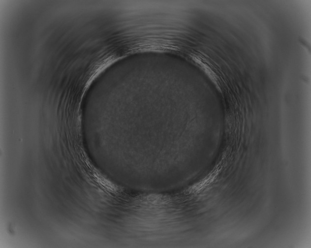 X0000097460779200803201425