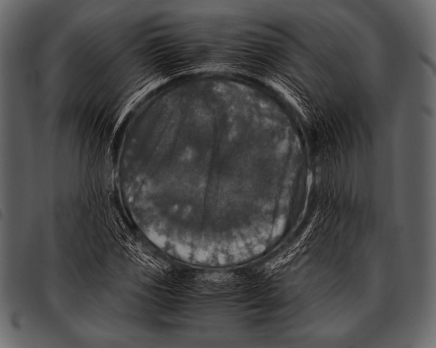 X0000097461117200803201420