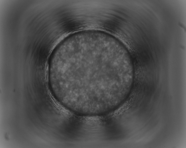 X0000097461126200803201420