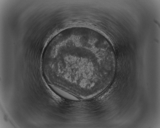 X0000097461525200803201415