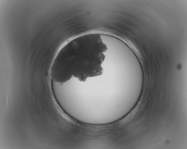 X0000097470854200802220827