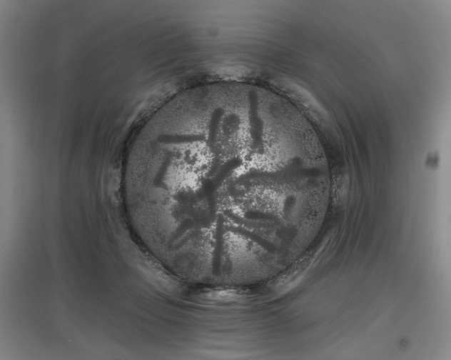 X0000097470365200802221241