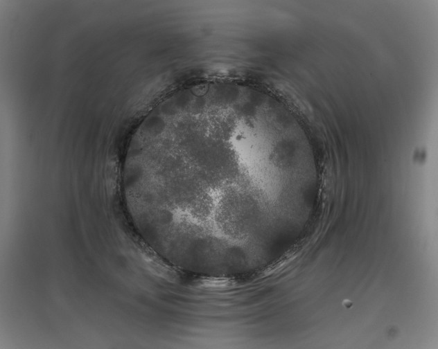 X0000097470659200802221237