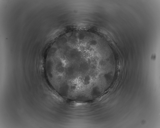 X0000097470663200802221237