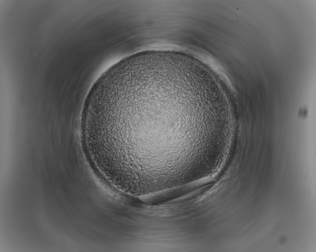 X0000097471229200802221228