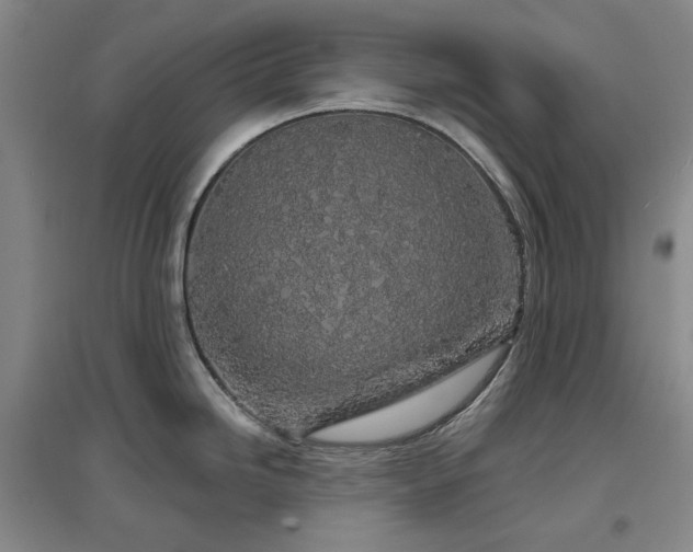 X0000097471246200802221229