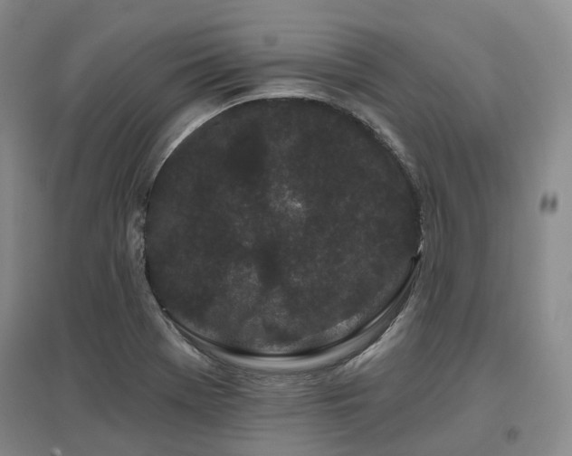 X0000097471369200802221226