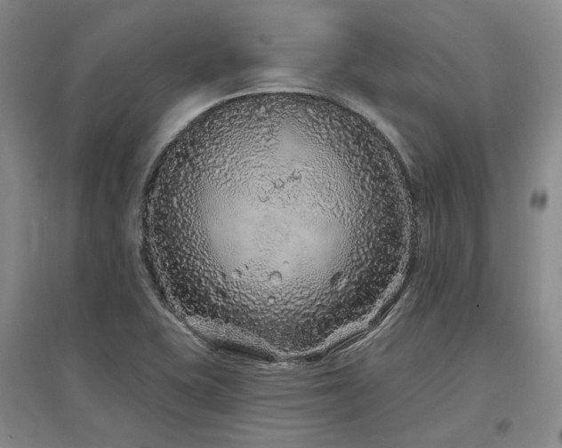 X0000097471415200802221226