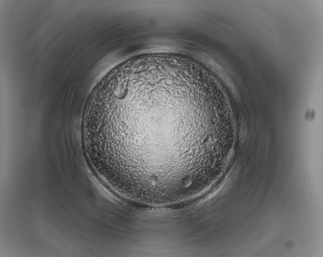 X0000097471417200802221226