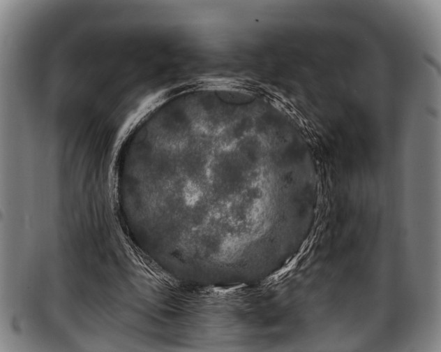 X0000097470343200802291316