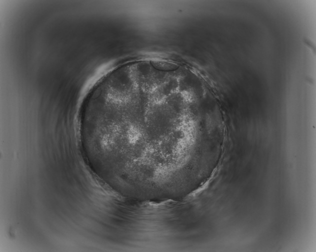 X0000097470343200803071658