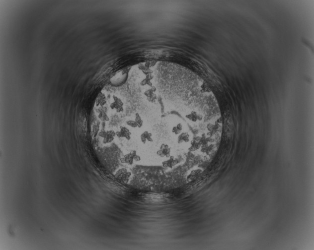 X0000097470375200803201453