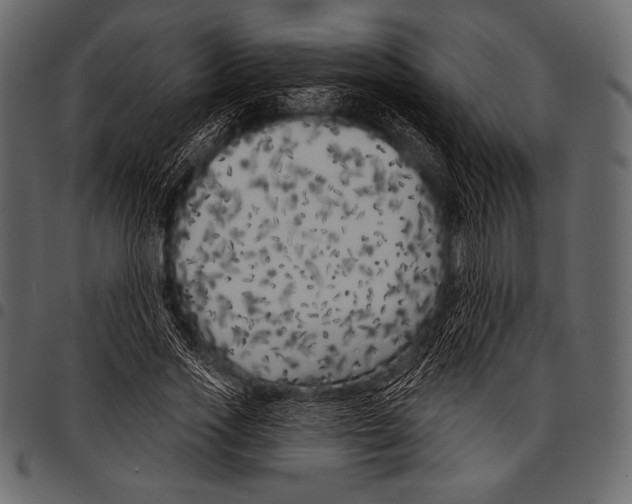 X0000097470733200803201447