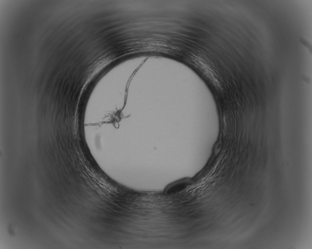 X0000097470780200803201447