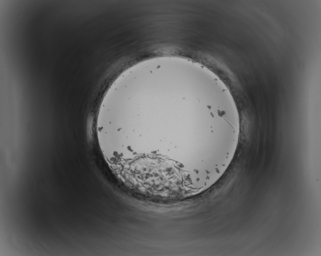 X0000097480024200802220829
