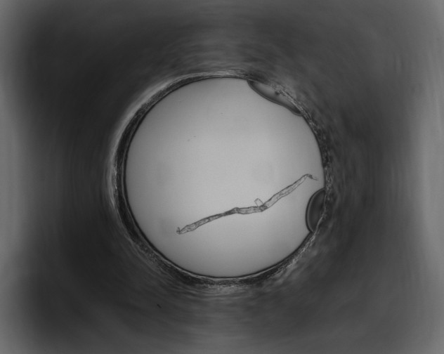 X0000097480342200802220825