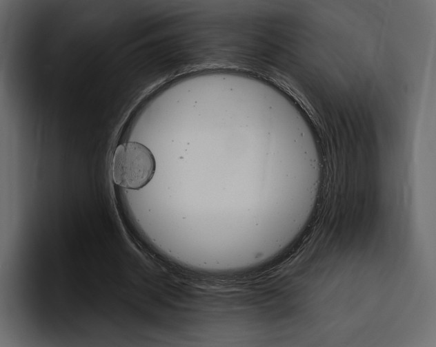 X0000097480534200802220822