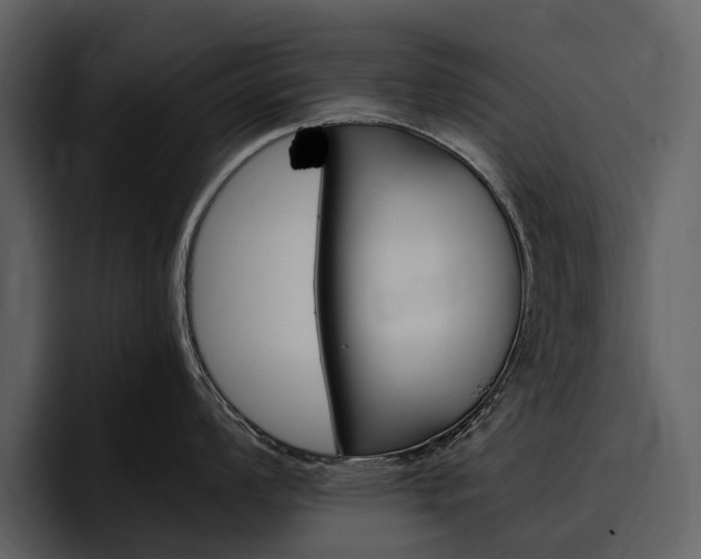 X0000097481008200802220817