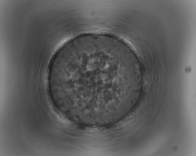 X0000097480679200802221353