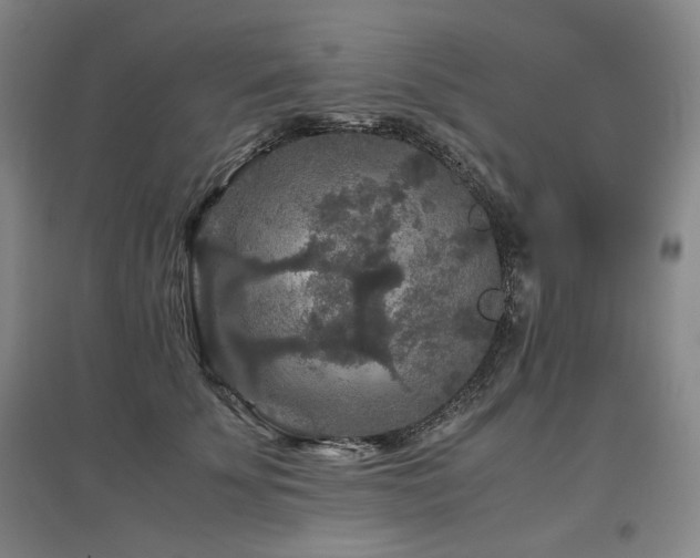 X0000097480707200802221352