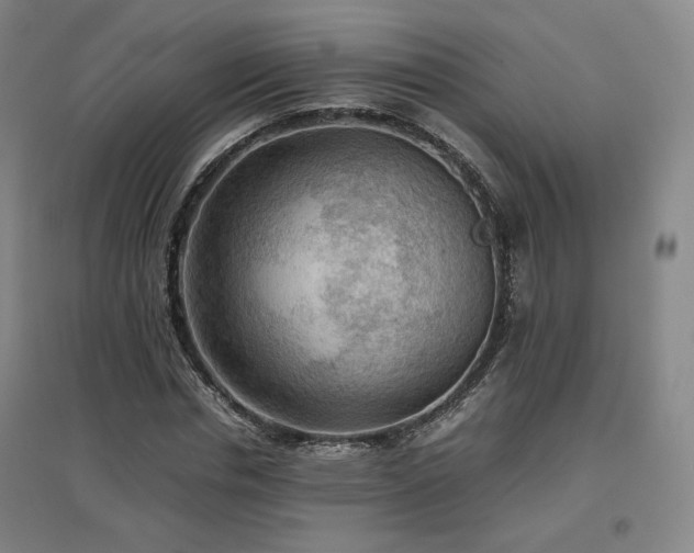 X0000097480826200802221350