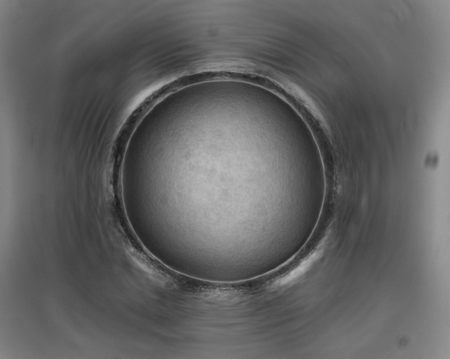 X0000097480830200802221350