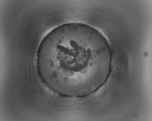 X0000097480879200802221349