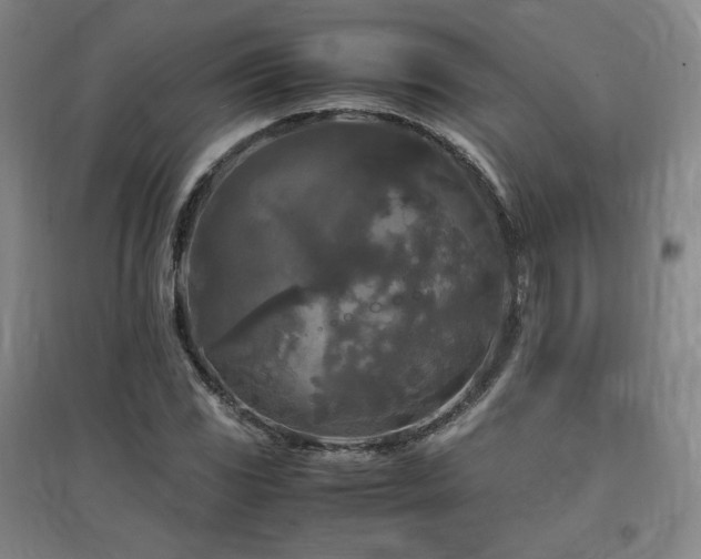 X0000097481117200802221346